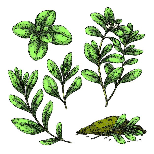 marjoram set sketch hand drawn vector