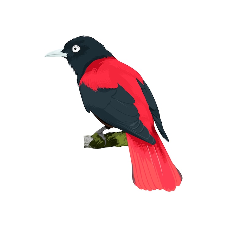 Vector maroon orioles bird vector illustration