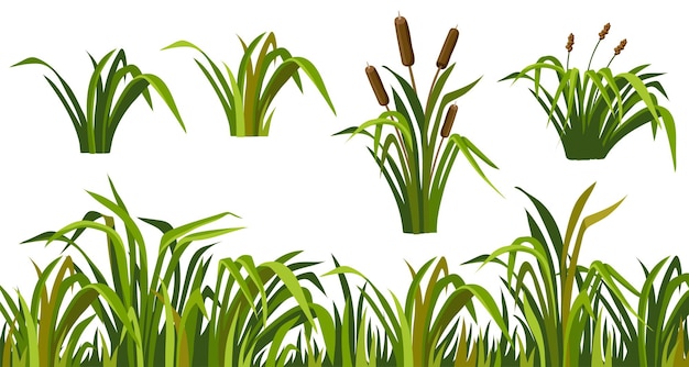 Marsh reed grass set of swamp cattails vector bulrush