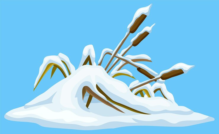 Vector marsh reed grass under snow swamp cattails winter broken weed and snowdrifts