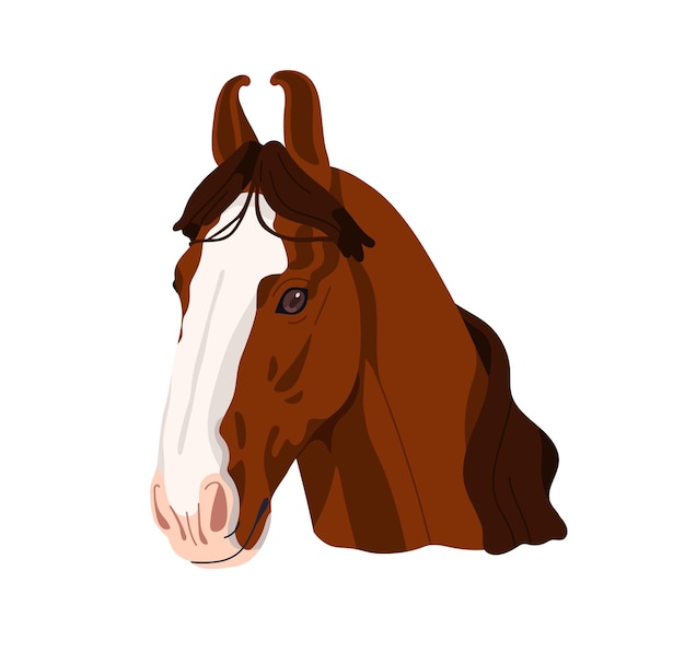 Marwari paarden ras hoofd portret Mooie volbloed hengst avatar Indiase paarden dier Malani raszuiver uit Marwar India Platte grafische vector illustratie geïsoleerd op witte achtergrond