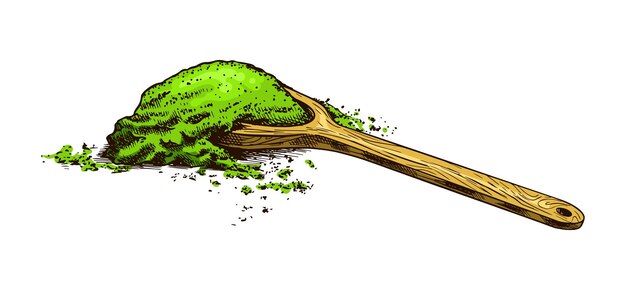 Vettore tè verde matcha chashaku in polvere biologica e cucchiaio per la cerimonia giapponese latte di cocco sano schizzo vintage disegnato a mano inciso per poster