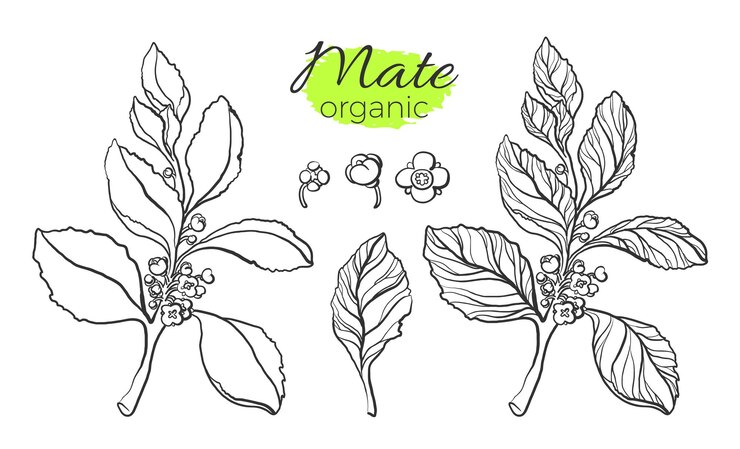 Vector mate branches nature set of leaves and flowers floral art line sketch