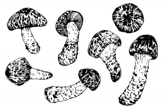 Matsutake. Edible mushrooms. Oriental kitchen. Hand drawn illustration.