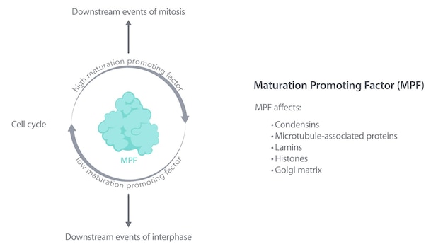 Vector maturation promoting factor mpf science vector infographic