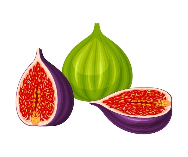 mature common fig or ficus plant syconium fruit with numerous seeds and purple skin vector illustration
