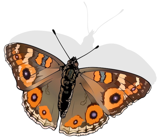 Vector meadow argus beautiful butterfly junonia villida