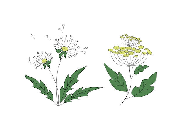 Vector meadow flower plant nature wild flower in doodle style