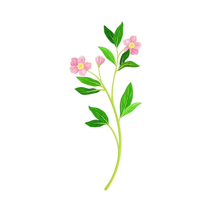 Vector 야생 꽃 종 터 일러스트레이션 으로 작은 꽃 을 가진 초원 꽃