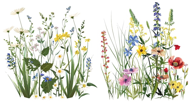 Meadow flowers