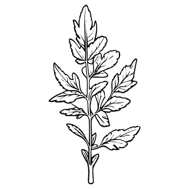 Meadow Herbs lijn kunst vector illustratie set geïsoleerd op wit Bloem zwarte inkt schets Modern minimalistisch handgetekend ontwerp