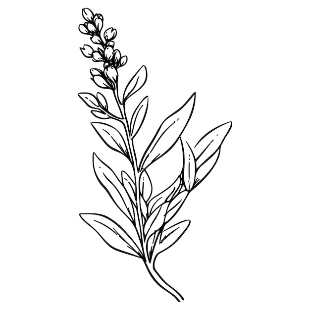 Insieme di illustrazioni vettoriali di meadow herbs line art isolato su bianco schizzo di inchiostro nero fiore design moderno e minimalista disegnato a mano