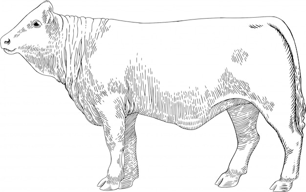 肉の牛のビンテージ彫刻スタイルの彫刻