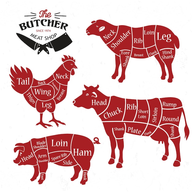 Vector meat cuts.