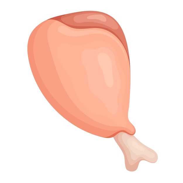 Meat product raw chicken drumstick in vector format elements are isolated