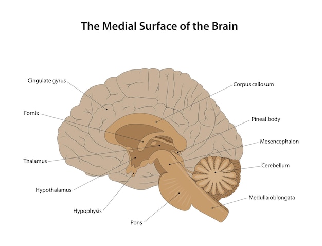 Vector the medial surface of the brain labelled diagram