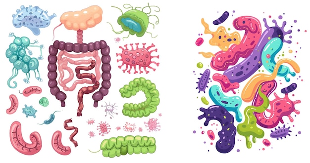 医療用バクテリアと解剖 消化器 胃腸の微生物