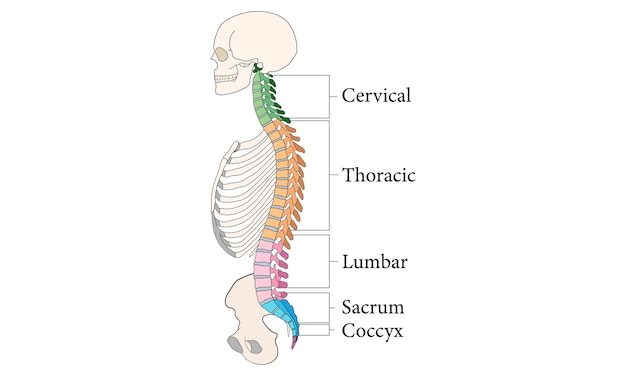 Vettore educazione medica tabella di biologia per il sistema di organi del corpo umano diagramma 100 illustrazione vettoriale