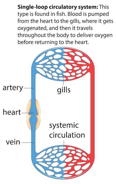 Vector medical education infographic single loop circulatory system