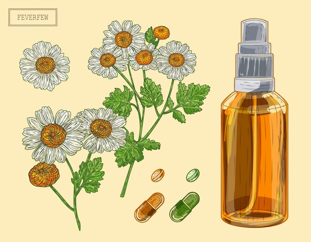 Vector medical feverfew branch and flowers and sprayer, hand drawn illustration in a retro style