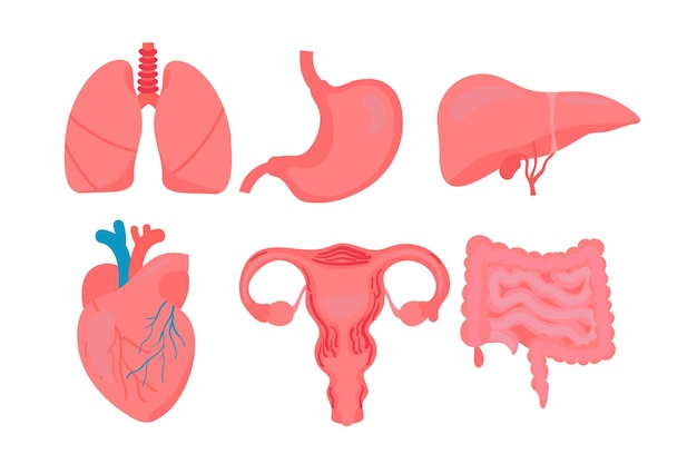 Progettazione dell'illustrazione degli organi umani di tema di salute medica