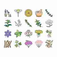 Vector medical herb natural ingredient icons set vector