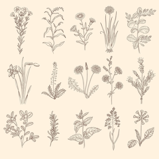 Vector medical herbs sketch. botanical floral therapy natural plants with leaves flowers collection.