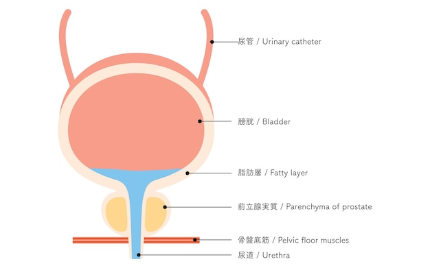 Vettore illustrazione medica della prostata prostata e vescica