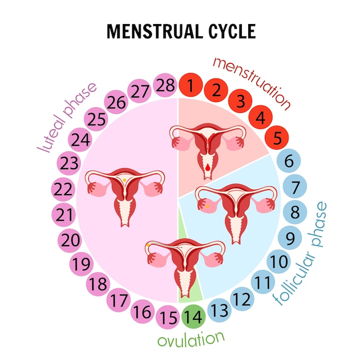 वेक्टर medical illustration stage of menstrual cycle in vector
