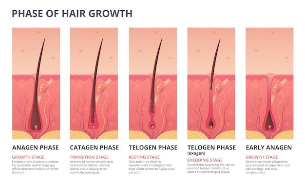 Infografica medica del ciclo di crescita dei capelli