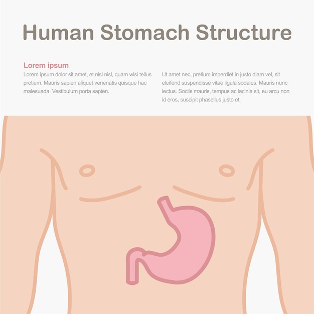 Medical infographic showing the structure of the human stomach