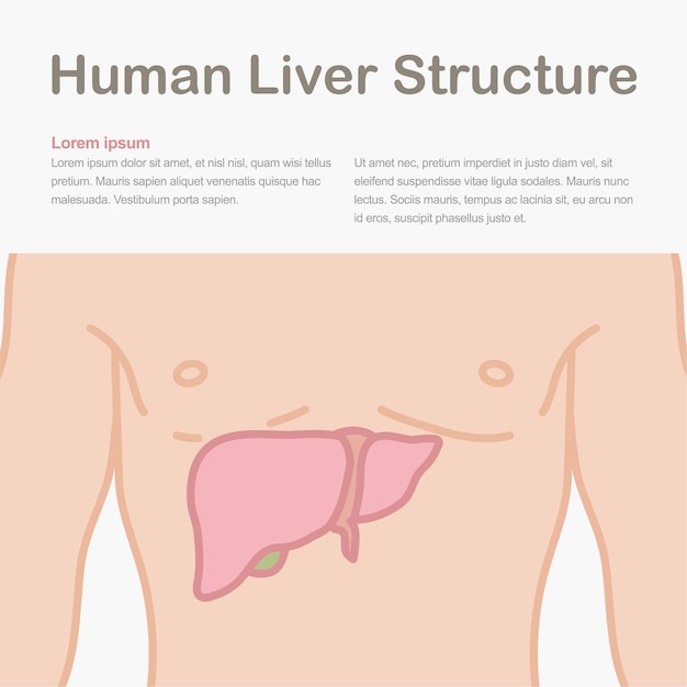 人間の肝臓の構造を示す医療インフォグラフィック