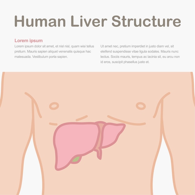 Вектор Медицинская инфографика, показывающая структуру печени человека