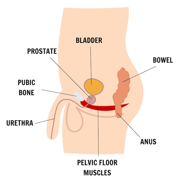 Medical infographic with male anatomy