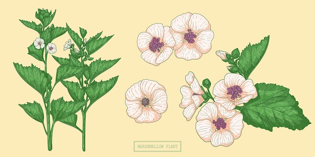 Vettore pianta di marshmallow medica, illustrazione botanica disegnata a mano in uno stile piatto alla moda