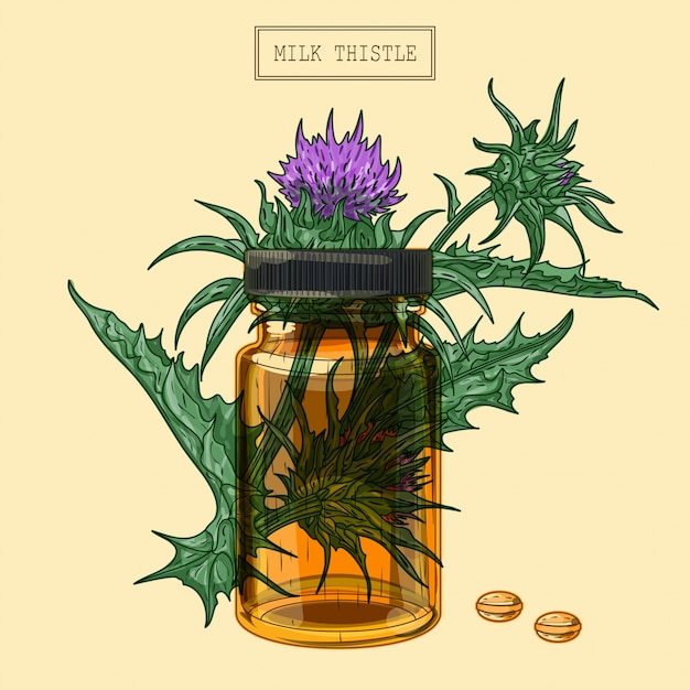 Medical milk thistle plant and pills and glass vial, hand drawn illustration in a retro style