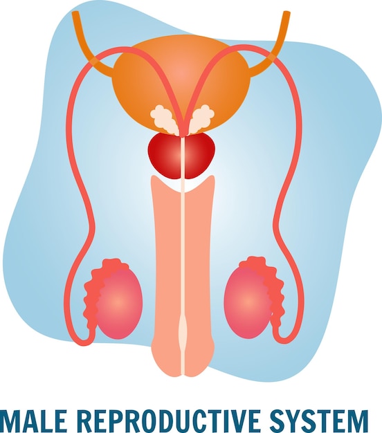 Vector medical picture of male reproductive system in vector illustration