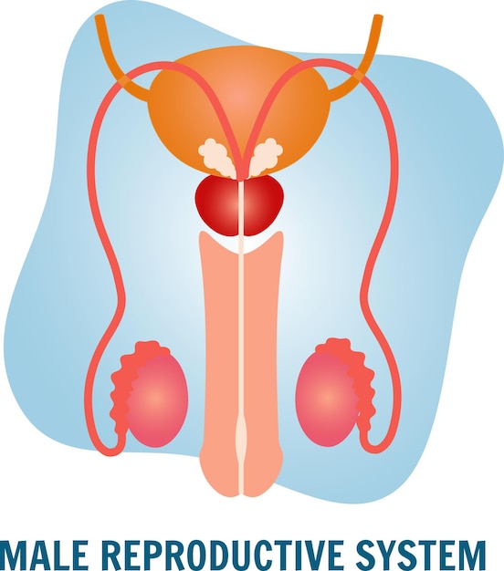 벡터 일러스트 레이 션에서 남성 생식 시스템의 의료 사진