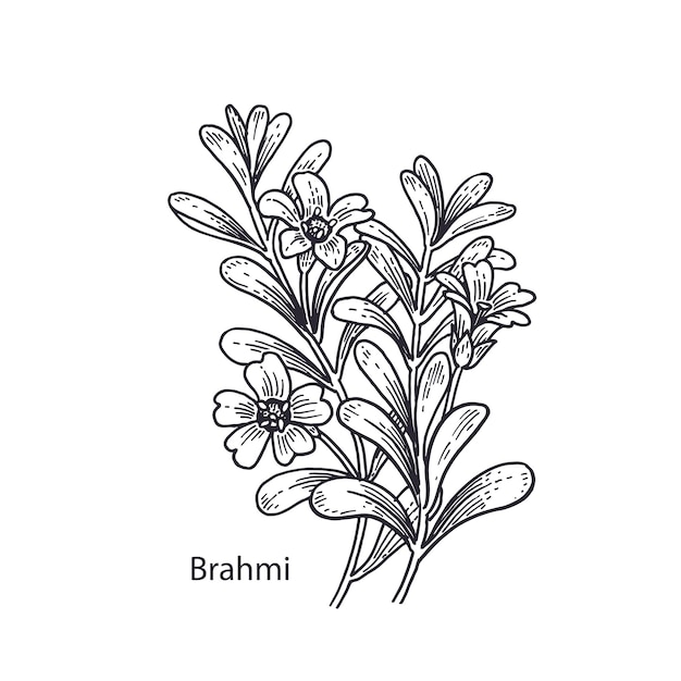 Pianta medica brahmi vintage