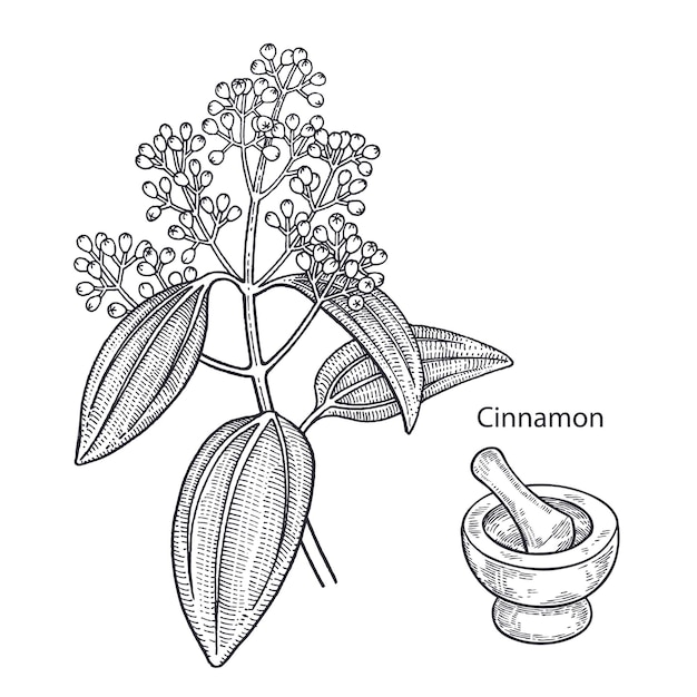 ベクトル 薬用植物シナモン