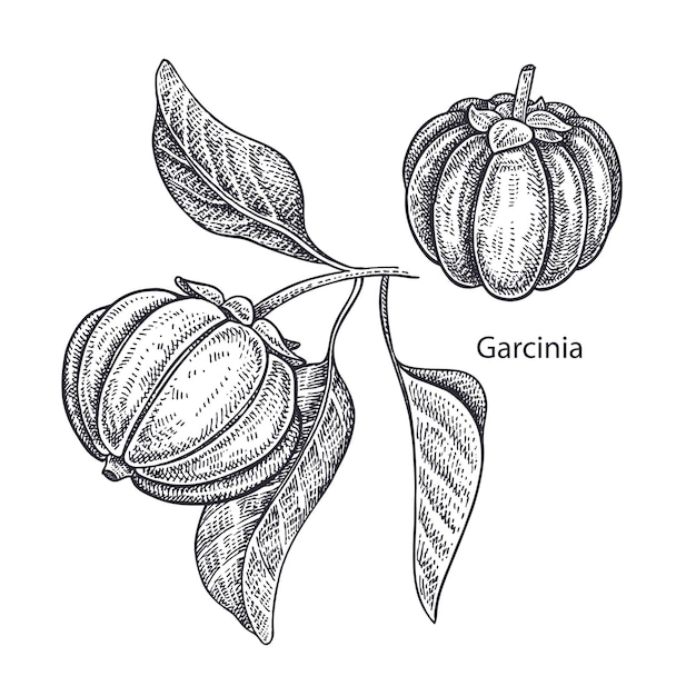 Medical plant Garcinia