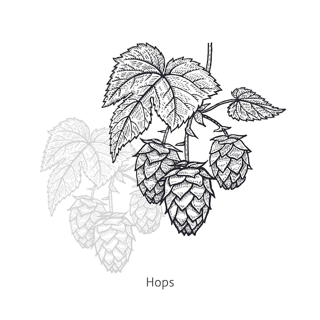 Medical Plant Hops Isolated on White Background Vector