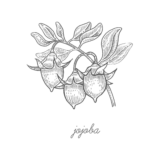 Medical Plant Jojoba