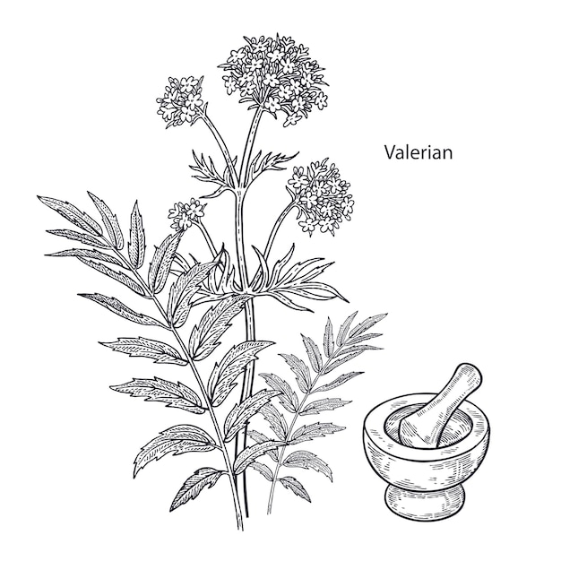 Vector medical plant valerian