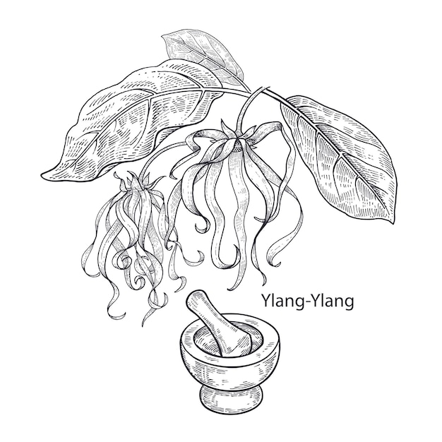 Лекарственное растение Иланг-Иланг