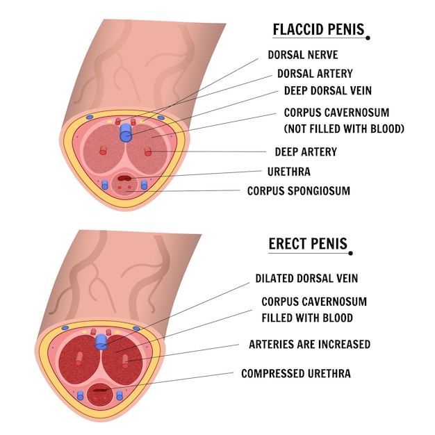 Medical science inside the male reproductive system in vector illustration