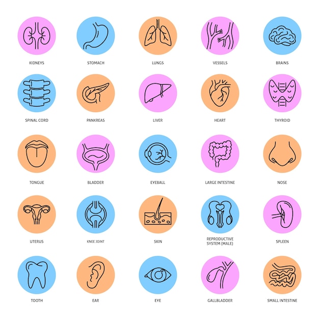 Medical set of human internal organs icons