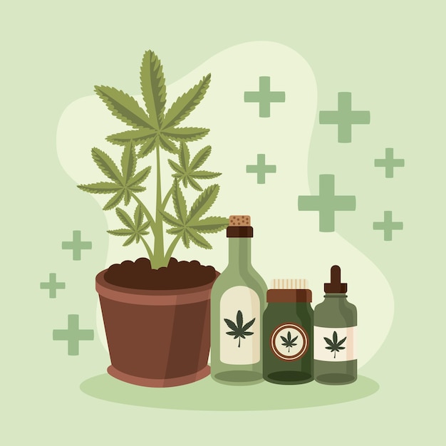 Medicinal cannabis plant and bottles