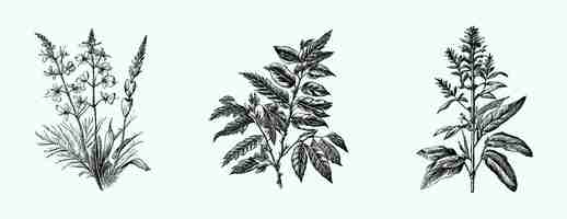 Vector medicinal herb drawn with a pencil on an isolated background plants herbs mint flower engraved