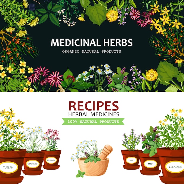 Vector medicinal herbs background